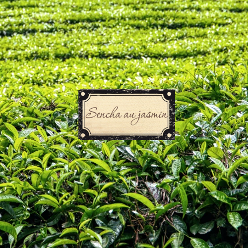 Sencha au jasmin