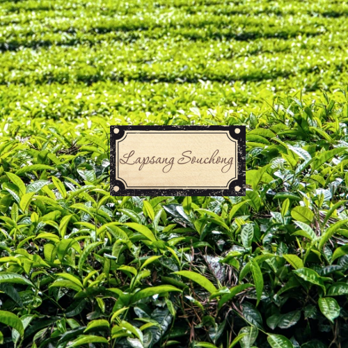 Lapsang Souchong